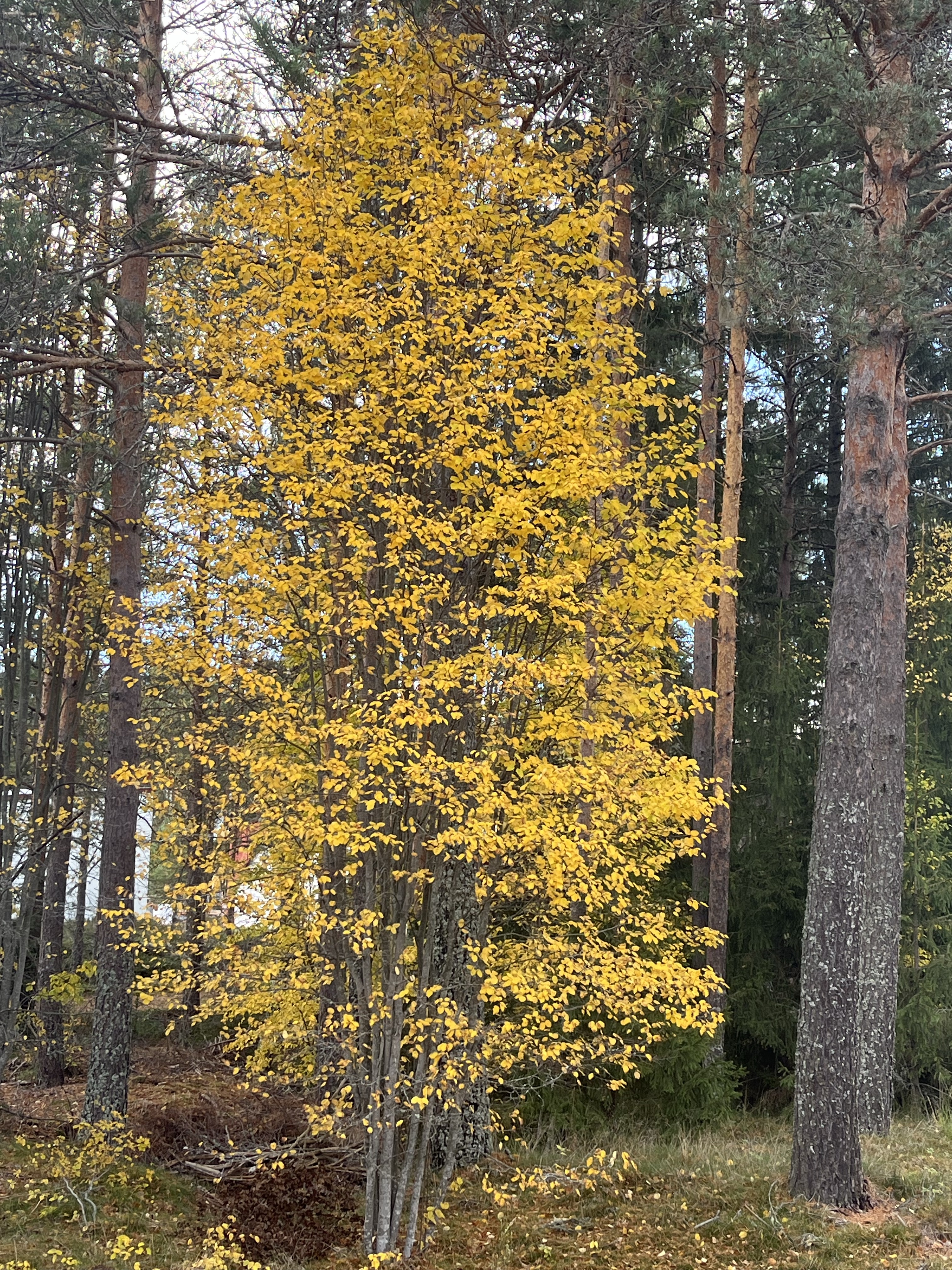 Mot Falun och uppleva höstens färger i naturen. – Pelargonliv